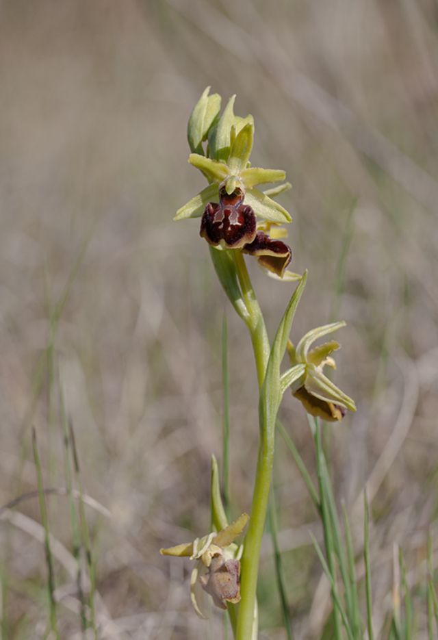 Ophrys della sezione Araniferae